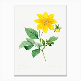 Dahlia, Pierre Joseph Redoute Canvas Print