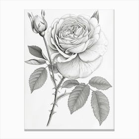 Roses Sketch 46 Canvas Print