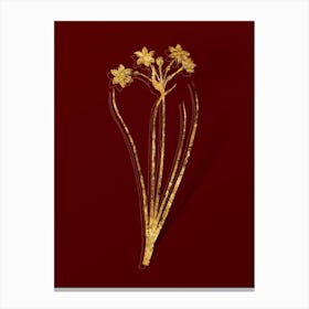 Vintage Rush Daffodil Botanical in Gold on Red n.0558 Canvas Print