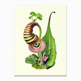 Ramshorn Snail  Botanical Canvas Print