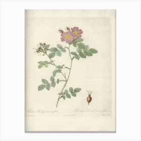 Rose Illustration, Pierre Joseph Redoute, Pierre Joseph Redoute(141) Canvas Print