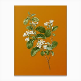 Vintage Snowdrop Bush Botanical on Sunset Orange n.0461 Canvas Print