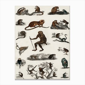 Collection Of Various Monkeys, Oliver Goldsmith Canvas Print