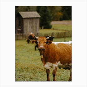 Autumn Cow Canvas Print