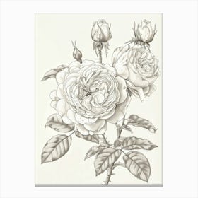 Rose With Dewdrops Line Drawing 3 Canvas Print