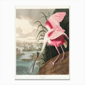 Spoonbill Canvas Print