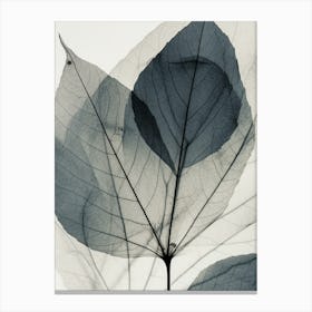 Black White Leaf Image Canvas Print