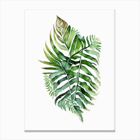 Boston Fern Watercolour Canvas Print