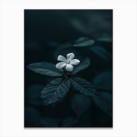 White Flower In The Dark 10 Canvas Print