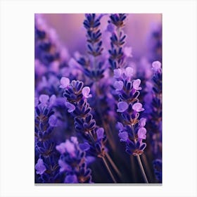 Lavender Flowers 4 Canvas Print