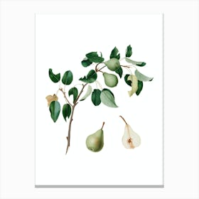 Vintage Pear Botanical Illustration on Pure White n.0737 Canvas Print