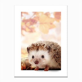 Hedgehog Canvas Print