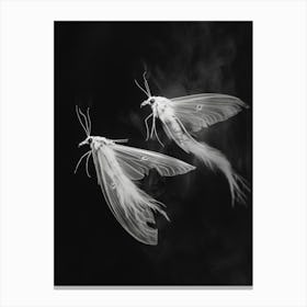 Moths In Flight 3 Canvas Print