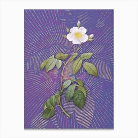 Vintage Big Leaved Climbing Rose Botanical Illustration on Veri Peri n.0931 Canvas Print