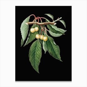 Vintage Cherry Botanical Illustration on Solid Black n.0039 Canvas Print