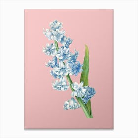 Vintage Oriental Hyacinth Botanical on Soft Pink Canvas Print