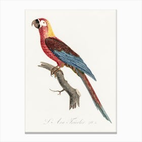 Cuban Macaw, From Natural History Of Parrots, Francois Levaillant Canvas Print