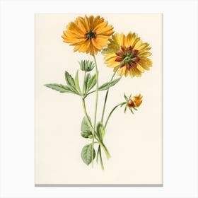 Zinnias 3 Canvas Print