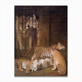 Lion And Tigress Canvas Print