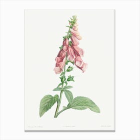 Foxgloves from La Botanique de J. J. Rousseau, Pierre Joseph Redoute Canvas Print