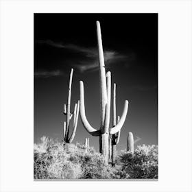 Saguaro Cacti Near Tucson, Arizona Canvas Print