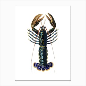 Lobster 1 Canvas Print