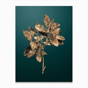 Gold Botanical Eastern Leatherwood on Dark Teal n.2192 Canvas Print