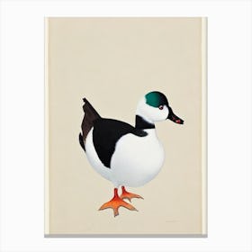 Bufflehead Illustration Bird Canvas Print