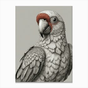 Parrot 20 Canvas Print