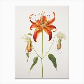 Pressed Flower Botanical Art Gloriosa Lily 2 Canvas Print