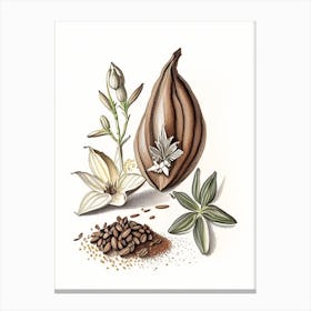 Black Cardamom Spices And Herbs Pencil Illustration 4 Canvas Print