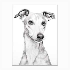 Whippet Dog, Line Drawing 1 Canvas Print