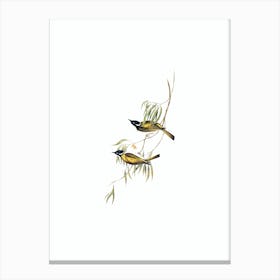 Vintage Swan River Honeyeater Bird Illustration on Pure White Canvas Print