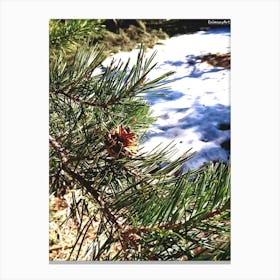 Pine Tree In Snow Canvas Print