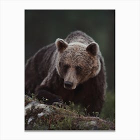 Woodland Grizzly Bear Canvas Print