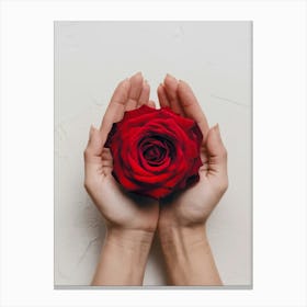 Red Rose In Hands Canvas Print