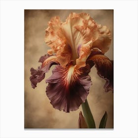 2024 May Poster Canvas Sng Iris 7 Canvas Print