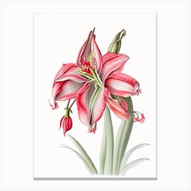 Amaryllis Floral Quentin Blake Inspired Illustration 2 Flower Canvas Print