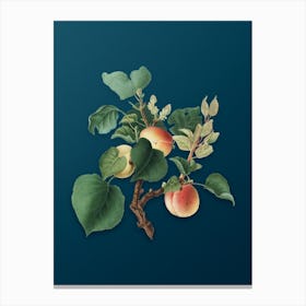 Vintage Apricot Botanical Art on Teal Blue Canvas Print