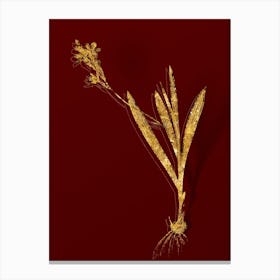 Vintage Gladiolus Mucronatus Botanical in Gold on Red n.0289 Canvas Print