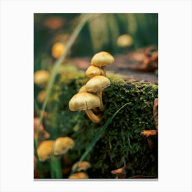 Little Mushrooms in the Forest Canvas Print