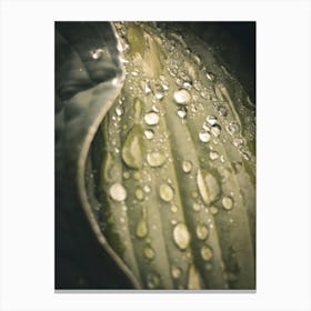 Water Droplet On Leaf 1 Canvas Print