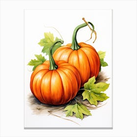 Jarrahdale Pumpkin Watercolour Illustration 3 Canvas Print