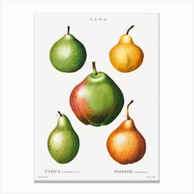 Pear Pyrus, Pierre Joseph Redoute Canvas Print