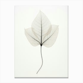 Leaf On A White Background Canvas Print
