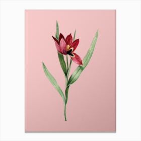 Vintage Tulipa Oculus Colis Botanical on Soft Pink n.0611 Canvas Print
