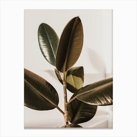 Rubber Plant Leaves Canvas Print