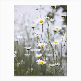 Daisies Canvas Print