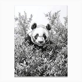 Giant Panda Hiding In Bushes Ink Illustration 4 Canvas Print