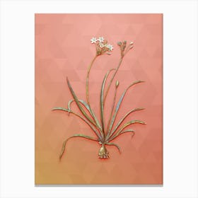 Vintage Allium Fragrans Botanical Art on Peach Pink n.0517 Canvas Print